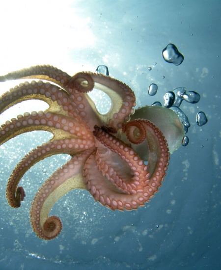 Pulpo