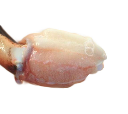 Jaiba, pinza cocktail